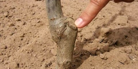 Kako posaditi šljivu u proljeće: korak po korak